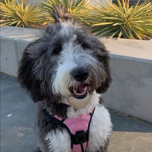 Meet your Posher, Thao